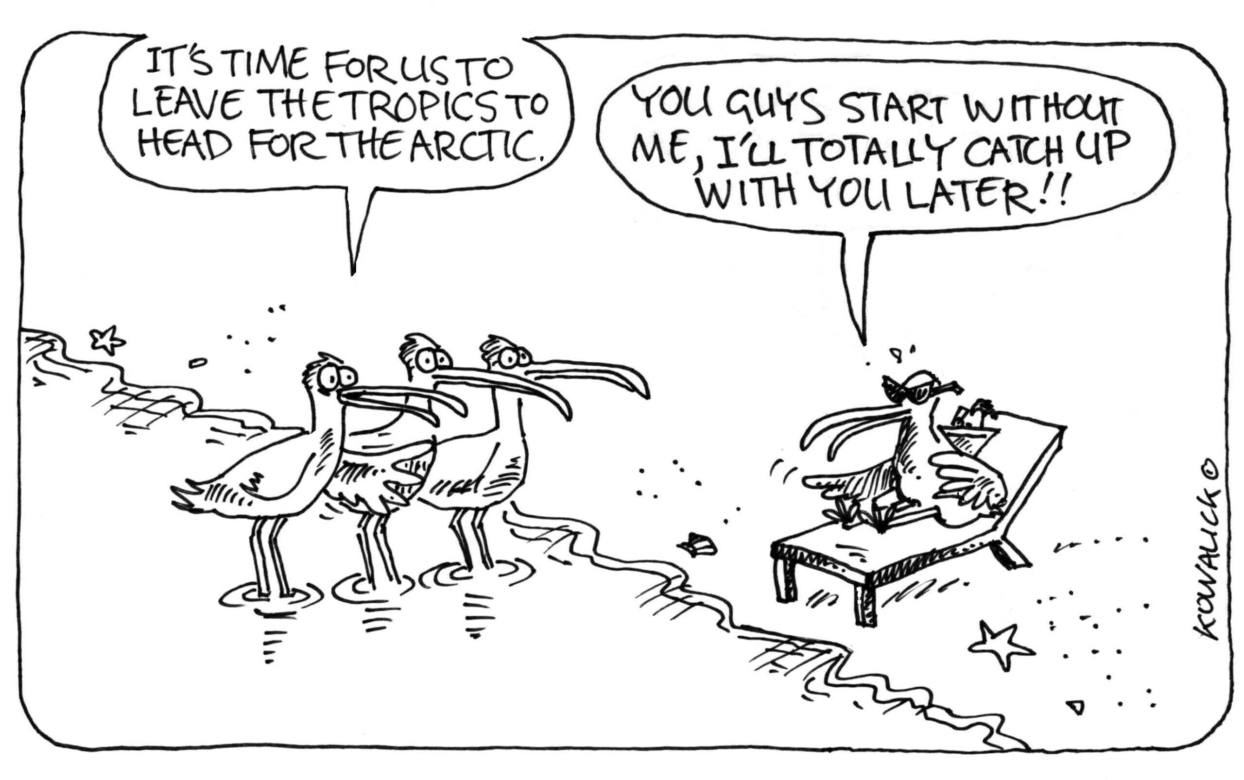 Birding cartoon preview